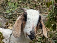 PXL_20260303_042940401.MP_